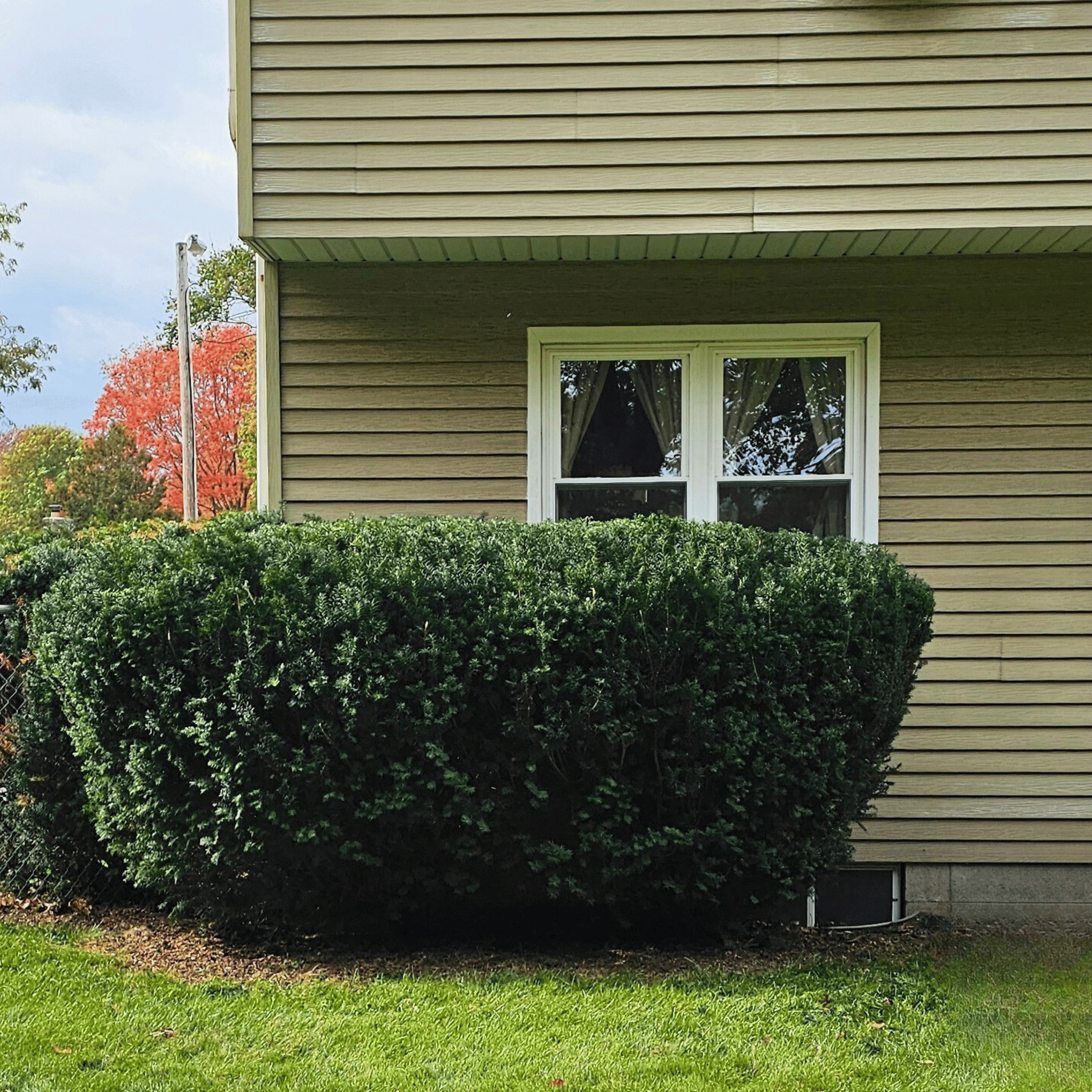 Hedge before cleaning