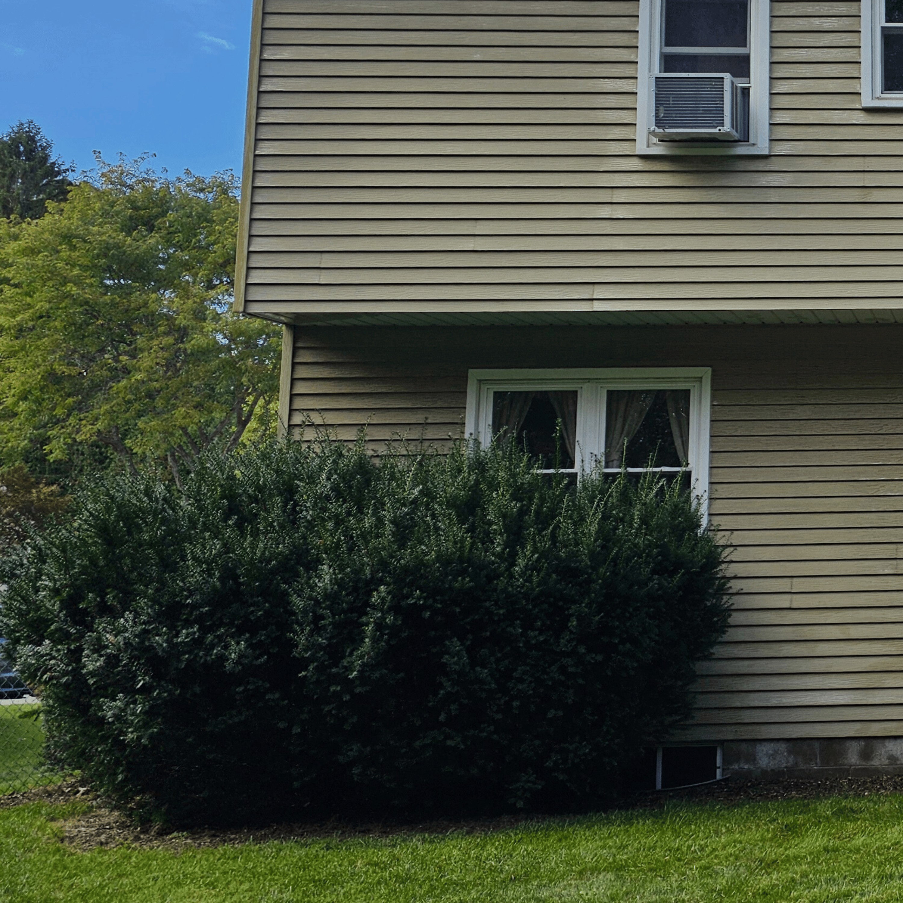 Hedge crisp and clean after service